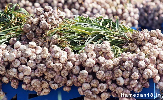 خرید سیر همدان